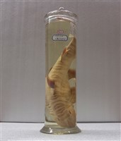 藏品(斑紋異齒鮫)的圖片